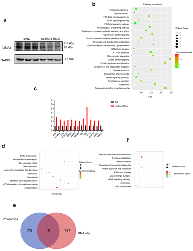 Figure 5. Analysis of multi-omics data in vitro.