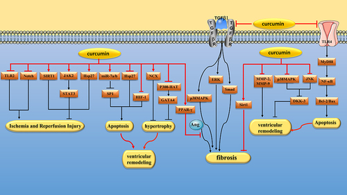 Figure 5 Pharmacological effects of curcumin on Cardiomyocyte. Myocardial protection of curcumin via regulating multiple signaling pathways to alleviate I/R injury, inhibit cardiomyocyte apoptosis, hypertrophy and fibrosis and reduce ventricular remodeling.