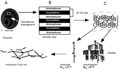 Figure 1. A schematic illustration of the organization of starch in a native granule. (A) Structure of a native starch granule showing alternating regions of amorphous and semicrystalline growth rings. (B) A semicrystalline growth ring showing the repeated layers of amorphous and crystalline regions. (C) Lamellar microstructure of the starch granule displaying the amylose chains in amorphous regions and the amylopectin helices in crystalline regions. Adapted from (Buléon et al., Citation1998).