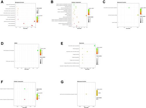 Figure 3 Functional annotation analysis of common DEGs. (A) The GO annotation of common up-regulated DEGs in biological process. (B) The GO annotation of common up-regulated DEGs in cellular component. (C) The GO annotation of common up-regulated DEGs in molecular function. (D) The KEGG pathway analysis of common up-regulated DEGs. (E) The reactome enrichment analysis of common up-regulated DEGs. (F) The GO annotation of common down-regulated DEGs in cellular component. (G) The GO annotation of common down-regulated DEGs in molecular function.