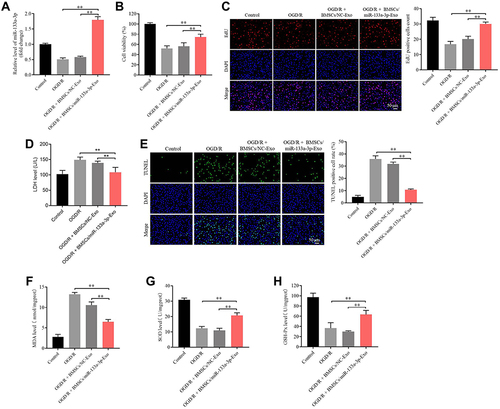 Figure 3 Exosomal miR-133a-3p derived from BMSCs reversed OGD/R-induced SH-SY5Y cell injury. SH-SY5Y cells were treated with OGD/R, OGD/R + BMSCs/NC-Exo or OGD/R + BMSCs/miR-133a-3p-Exo. (A) The level of miR-133a-3p in SH-SY5Y cells was investigated by RT-qPCR. (B) The viability of SH-SY5Y cells was tested by CCK8 assay. (C) The proliferation of SH-SY5Y cells was detected by EdU staining. (D) The LDH level in supernatants of SH-SY5Y cells was tested by ELISA. (E) The apoptosis in SH-SY5Y cells was tested by TUNEL staining. (F–H) The levels of MDA, SOD and GSH-Px in supernatants of SH-SY5Y cells were investigated by ELISA. **P< 0.01.