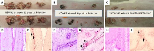 Figure 1. Tumour growth patterns resulting from IV infection with CRPV virions via marginal ear vein injection. (A) Tumour growth on one (NZW#1) of the three animals at week 11 post infection is shown. (B) one (NZW#3) of the four additional rabbits (NZW#3-6) infected by IV injection of virions equivalent to 5.5 × 109 viral DNA equivalents. All developed tumours at six weeks post infection. Both tumours (A and B) exhibited an appearance similar to tumours from local skin tumours initiated with high to low dilutions of virus at week six post infection (C). (D, F) The tumours induced via marginal ear vein (IV) infection have similar morphology and histology (H&E, 20×) to those (H) initiated by local infections (H&E, 20×). Viral DNA was detected by in situ hybridization (ISH) in tumours induced by both intravenous (E, G) and local skin infections (I, 20×, arrows).