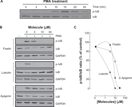 Figure 7 Carcinogen-induced IκB phosphorylation is inhibited by fisetin, luteolin, and apigenin. A) HBMEC were serum-starved for 30 minutes then treated with 1 μM PMA for the indicated time. Lysates were isolated, electrophoresed via SDS-PAGE and immunodetection of phosphorylated IκB (P-IκB) and IκB proteins was performed as described in the Materials and Methods section. B) HBMEC were serum-starved for 30 minutes in the presence of either vehicle or 30 μM fisetin, luteolin, and apigenin. Cells were then incubated for 15 minutes with 1 μM PMA. Lysates were isolated, electrophoresed via SDS-PAGE and immunodetection of phosphorylated IκB (P-IκB), IκB, and of GAPDH proteins was performed as described in the Materials and Methods section. C) Quantification was performed by scanning densitometry of the autoradiograms. Data were expressed as the percent of basal P-IκB/IκB ratios in vehicle pretreated cells. Densitometric data of a representative blot out of three is shown.