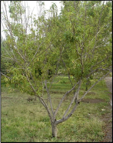 Fig. 1 (Colour online) Plum pox virus symptoms on a peach tree in orchards in Aguascalientes, Mexico.