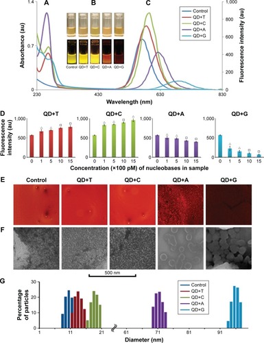 Figure 1 Optical property analysis and dynamic light scattering (DLS) of the CdTe/ZnSe QDs conjugated with nucleobases.Notes: (A) and (C) are showing the absorbance and fluorescence spectra of the QDs with or without nucleobases, respectively. (B) The photographs of the samples under visible light (upper panel) and UV light (lower panel). (D) The fluorescence intensities of the QDs after the interaction with the nucleobases of different concentrations. X-axis is showing the final concentration of the nucleobases in the prepared samples. Y-axis is showing the fluorescence intensities of the samples. Data represent the mean ± SD, n=5. P<0.05 (empty triangle), P<0.01 (empty square). (E) and (F) are showing the fluorescence microscopic and SEM images of the QDs with or without the nucleobases, respectively. (G) The DLS measurements of the QDs. Column charts are indicating the size of the QDs with or without the nucleobases.Abbreviations: QD, quantum dot; QD+A, quantum dot + adenine; QD+C, quantum dot + cytosine; QD+G, quantum dot + guanine; QD+T, quantum dot + thymine; SD, standard deviation; SEM, scanning electron microscopy; UV, ultraviolet.