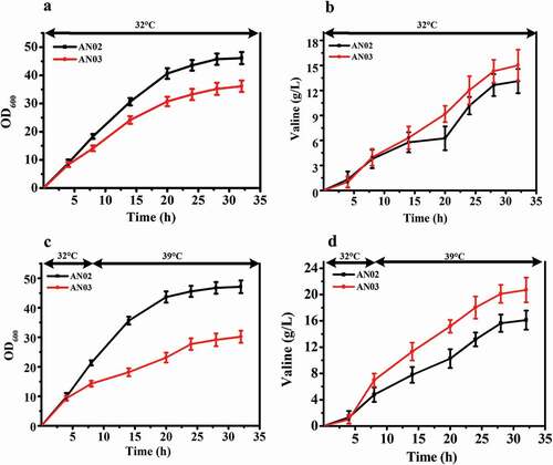 Figure 5. Effects of deletion of murAB genes in a valine-producing strain AN02. (a) Comparison of cell growth between AN02 and its murAB deletion strain AN03 at 32°C. (b) Glutamate production of two strains at 32°C. (c) Cell growth of two strains first at 32°C, and shifted to 39°C when the ΔOD600 reached 15 to 18. (d) Glutamate production of two strains first at 32°C, and shifted to 39°C when the ΔOD600 reached 15 to 18.