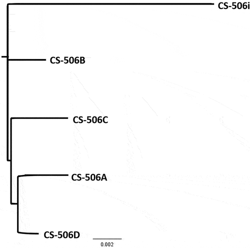 Figure 4. Relationship of the five R. raciborskii CS-506i, A-D genomes through whole genome MAFFT alignment and neighbour-joining tree.