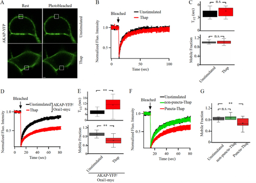 FIG 1 Store depletion reduces AKAP79 mobility at the cell periphery. (A) Images show AKAP79-YFP expression at the cell surface before (labeled Rest) and after photobleaching in an unstimulated cell and in a cell exposed to thapsigargin (Thap; 2 μM for 10 min). The white square depicts the photobleached area. (B) Aggregate data are shown comparing the time course of FRAP between unstimulated and thapsigargin-treated cells. The unstimulated trace is the mean of 8 cells and the thapsigargin (Thap) trace is the mean of 12 cells. (C) Box plots compare t1/2 and mobile fraction for the conditions shown. Median is depicted by the straight line within each box. (D) The kinetics of FRAP are compared between 28 unstimulated cells and 23 cells exposed to thapsigargin. (E) Box plots compare t1/2 and mobile fraction for the conditions indicated. (F) The time course of FRAP is shown for unstimulated cells (9 cells), and in punctate (11 cells) and non-punctate (12 cells) regions of the cell periphery after thapsigargin treatment. (G) The mobile fraction is compared for the conditions indicated. For the data in panels D-G, STIM1 and myc-tagged Orai1 were also expressed. Scale bar denotes 2 μm.