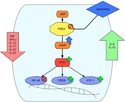 Figure 1 Mode of action of apremilast.