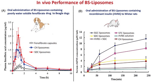 Figure 8. In vivo performance of orally administrated bile salts-containing liposomes in comparison to conventional liposomes. (A) Fenofibrate-loaded bile salts-containing liposomes (Chen et al., Citation2009) and (B) Recombinant insulin-loaded bile salts-containing liposomes (Niu et al., Citation2014).