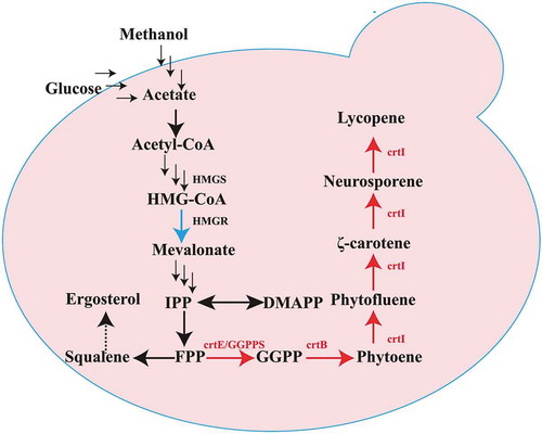 Figure 1. Overview of the lycopene biosynthesis pathway in P. pastoris.HMGR: HMG-CoA reductase; HMGS: HMG-CoA synthase; GGPPS (crtE): Geranylgeranyl diphosphate synthase; crtB: Phytoene synthase; crtI: Phytoene desaturase. The heterologous genes crtE, crtI, and crtB are from C. glutamicum ATCC13032; multiple reaction steps were indicated by dashed arrows. The heterogeneous biosynthetic pathways were highlighted with red ellipses.