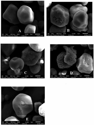 Figure 5b. Micrograph of native and epichlorohydrin (EPI) crosslinked sorghum starch: A- 0% EPI, .1% EPI, C- .3% EPI, .5% EPI, and E- 1.0% EPI. Source: Sandhu et al.[Citation36].