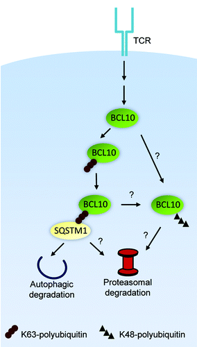 Figure 2. Mechanism of degradation of BCL10 by autophagy and the proteasome. K63-polyubiquitinated BCL10 binds to SQSTM1, targeting BCL10 to both autophagosomes and proteasomes. Alternatively, there may be an independent pathway of degradation, whereby K48-polyubiquitinated BCL10 is directed to proteasomes for degradation.