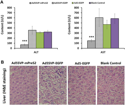 Figure 3 Protective effects of Ad5SVP-mPreS2 on hepatic function. (A) The levels of ALT and AST in the three recombinant adenovirus groups and the blank control group. ***p<0.001, compared with the blank control group. (B) Histological variation of hepatic tissue in the four groups. (H&E staining, 200×).