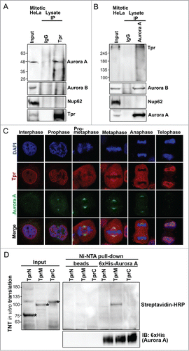 Figure 2. Tpr interacts with Aurora A during mitosis. (A) Immunoprecipitation of mitotic HeLa cell extracts incubated with anti-Tpr (mouse anti-Tpr, sc-101294 from Santa Cruz Biotechnology) or non-specific rabbit antibodies (IgG) (#2729; Cell Signaling Technology) were analyzed by immunoblotting with anti-Aurora-A (IAK1 610939 from BD Transduction Laboratories), anti-Aurora-B (ab2254, from Abcam), anti-Nup62 (m414, MMS-120R from COVANCE) and anti-Tpr (sc-101294 from Santa Cruz Biotechnology) antibodies. Numbers indicate molecular mass markers in kilodaltons. (B) Immunoprecipitates of mitotic HeLa cell extracts incubated with anti-Aurora A (IAK1 610939 from BD Transduction Laboratories) or non-specific rabbit antibodies (IgG) (#2729; Cell Signaling Technology) were analyzed by immunoblotting with the indicated antibodies (refer to Fig. 2A). (C) Co-immunostaining of Tpr and Aurora A in the cell cycle. Confocal images of HeLa cells at different mitotic stages, stained with anti-Aurora A (green) antibody and anti-Tpr (red; this antibody gives strong spindle signals in metaphase). Goat anti-mouse Alexa Fluor-488 or rabbit Rhodamine were used as secondary antibodies. Chromatin was stained with DAPI (blue). Data correspond to the sum of 3 independent experiments. (D) Aurora A is directly pulled-down by the Tpr-M domain in vitro. Tpr fragments were expressed in vitro, affinity-purified together with 6xHis-Aurora A, and separated by SDS-PAGE. Tpr fragments were prepared using the TNT Quick-Coupled Transcription/translation system (Promega) together with TranscendTM Biotin-Lysyl-tRNA (Promega). Asterisks indicate Tpr fragment (N, M and C) respectively. Streptavidin horseradish peroxidase (HRP) (1:4,000) was used for detection. Tpr fragments were untagged. Numbers indicate molecular mass markers in kilodaltons.