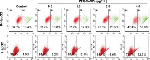 Figure 7 Loss of mitochondrial membrane potential in R-HepG2 cells treated with PEG-SeNPs for 72 hours.Abbreviations: PEG-SeNPs, polyethylene-glycol-nanolized selenium nanoparticles; R-HepG2, drug-resistant hepatocellular carcinoma; HepG2, hepatocellular carcinoma.