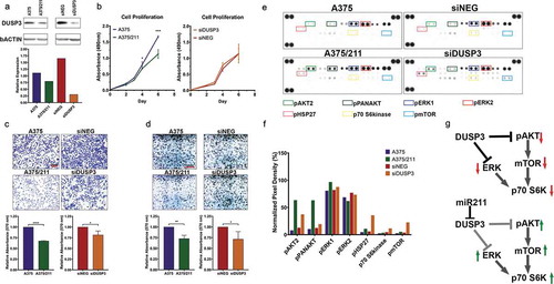 Figure 4. DUSP3 downregulation reduces cell invasion and colony forming ability in A375 cells and alters MAPK/PI3K signalling. A) Western blot showing downregulation of DUSP3 protein in A375/211 cells and validating knockdown of DUSP3 upon transient DUSP3 siRNA (siDUSP3; 48 h post-transfection) transfection in A375 background compared to control siRNA (siNEG). B) DUSP3 knockdown does not affect A375 cell proliferation in vitro (right, compared to control siRNA, siNEG, based on four independent experiments). C) DUSP3 knockdown in A375 leads reduces cell invasion (right two panels; compared to control siRNA, siNEG). Reduced cell invasion is also seen in A375/211 compared to A375 cells (left two panels). Bar graph quantifying three independent trials. D) DUSP3 knockdown in A375 cells reduces colony formation (right two panels; compared to control siRNA, siNEG). Reduced colony formation is also seen in A375/211 compared to A375 cells (left two panels). Bar graph quantifying three independent trials. E) Human MAPK array depicting levels of various phosphorylated kinases with 8-minute exposure time. Boxed dots represent duplicate spots for identifying the indicated phosphorylated protein kinases. Bar graph representing normalized levels of selected (boxed) phosphorylated protein kinases for comparison between A375 vs. A375/211 and siNEG (control siRNA) and siDUSP3 (DUSP3 siRNA) conditions. F) Model of DUSP3 and miR-211-dependent dysregulation of MAPK and PI3K signalling. Significance level: * p < 0.05; ** p < 0.005; *** p < 0.001