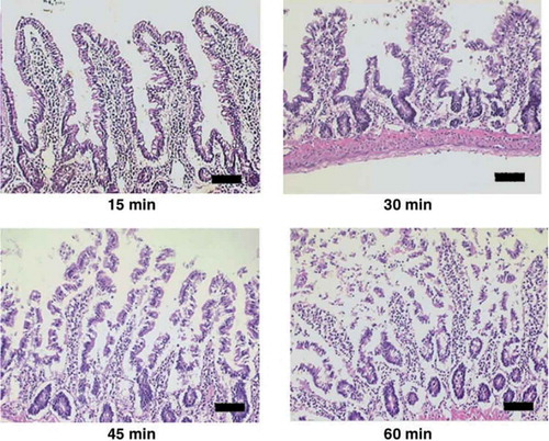 Figure 5. Representative light micrographs of H&E (Hematoxylin and Eosin) stained rat everted small intestinal sac tissue over 60 min at core temperatures of 41.5–42°C. Villi appear generally normal (barring slight subepithelial space at villous tips) at 15 min, epithelia begin sloughing from villous tips at 30 min, epithelial lining massively lift from the top and sides of villi at 45 min, and villi were completely denuded at 60 min. Bars represent 100 μm. Between 2 and 4 rats were histologically assessed at each time point. The progression of epithelial damage from the tips of villi to the base of the villi is consistent with findings from other studies. Hall et al. observed that the tips of villi retained significantly more [3H] misonidazole than the middle portion of the villi, which in turn retained significantly more than the base during heat stress Reprinted with permission from [Citation30], copyright (2002), American Physiological Society