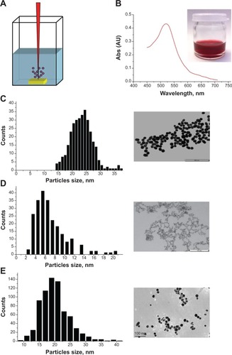 Figure 1 Synthesis of gold nanoparticles (Au-NPs) by laser ablation. (A) Schematics of laser ablation in aqueous solution. (B) Extinction spectrum of Au-NPs prepared by femtosecond laser ablation and further fragmentation in deionized water. The inset shows an image of a typical solution of Au-NPs. Transmission electron microscopy images and corresponding size distributions of laser-synthesized Au-NPs in deionized water (C), Au-NPs in solution of polyethylene glycol (D), and Au-NPs in solution of dextran (E).