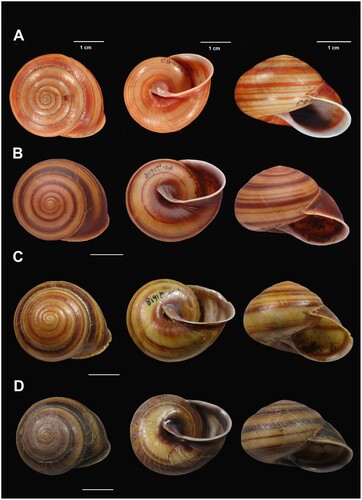 Figure 24. Shell variation in Figuladra reducta (Iredale, Citation1937). A, AMS C.100653, Varohadra bayensis reducta Iredale, Citation1937, Tenningering ( =  Mt Perry), SEQ, holotype; B, QMMO86815, Mt Perry, SEQ; C, QMMO21618, Goodnight Scrub, SEQ. Scale bars = 10 mm. D, QMMO86689, Kroombit tops, SEQ; Image A: Australian Museum.