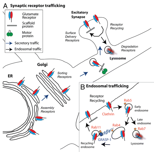 Figure 1 Synaptic receptor trafficking pathways in neuronal dendrites. (A) Schematic representation of the secretory and endosomal trafficking pathway of postsynaptic receptors. Glutamate receptor subunits are assembled in the endoplasmic reticulcum (ER) and are transported via the Golgi apparatus to the synaptic plasma membrane. The interaction between receptor and motor proteins often occurs through motor adaptor/synaptic scaffolding proteins. (B) Model for the endosomal membrane trafficking machinery in dendrites. The internalization of AMPA receptors into endocytic vesicles is mediated by clathrin acting on the lateral membrane within the spine. Rab5 controls transport to early endosomes (also called sorting endosomes) whereas Rab4 and Rab11 are involved in the regulation of endosomal recycling back to the plasma membrane. Re-entry of internalized AMPAR into the Rab4-Rab11 endosomal recycling route requires GRASP-1.