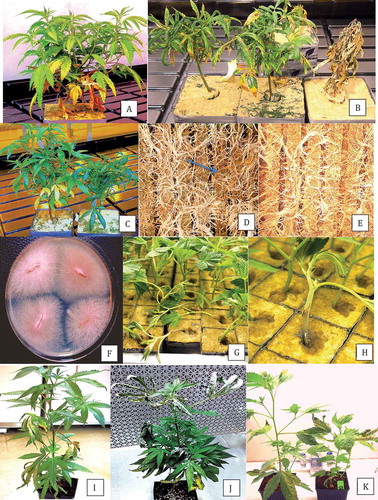 Fig. 2 (Colour online) Symptoms of Fusarium infection on commercially propagated cannabis plants grown in rockwool blocks. (a) General yellowing of leaves, stunted growth, and necrosis of lower leaves of diseased plant; (b) Stunted growth, curled and necrotic leaves, and death of plant (extreme right); (c) Varying degrees of stunting of two infected plants, with curled and yellowing leaves; (d) The underside of the rockwool block of a diseased plant showing necrotic roots (arrow); (e) Root system of a healthy plant with white roots; (f) Colonies of F. oxysporum emerging from diseased roots plated on PDA; (g) Damping off symptoms on cuttings caused by F. oxysporum; (h) Close-up of stem lesion leading to girdling of rooted cutting in a rockwool block; (i–k) Symptoms on plants artificially inoculated with F. oxysporum, showing yellowing and necrosis of leaves (i), curling and drying of leaves and stunted growth (j) and varying degrees of stunting of plants, curling and necrosis of leaves (k).