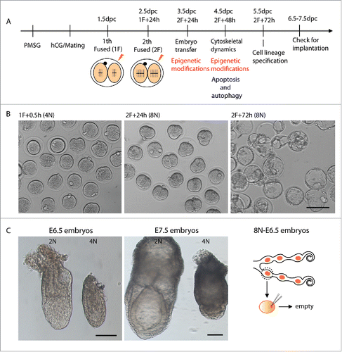 Figure 1. Generation of mouse octaploid embryos and their in vitro/in vivo development. (A) Scheme for octaploid embryo generation and experimental design for mRNA and protein analysis of octaploid embryos. (B) Developmental stages/progression of octaploid embryos after first electrofusion 0.5 h and second electrofusion 24 h and 72 h. Scale bar, 100 μm. (C) Epiblast-derived embryonic tissue is retarded in tetraploid embryos at E6.5 and often shows larger extra-embryonic tissue in E7.5 compared to diploid embryos. Octaploid embryos could not develop to E6.5 stage. Scale bar, 100 μm.