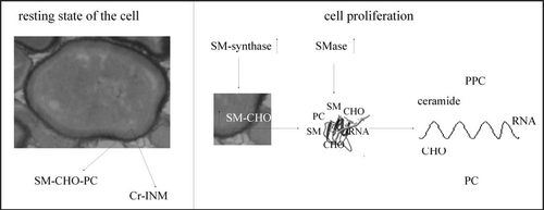 Figure 1 Nuclear lipid microdomains as platform for the transcription process: a model. CHO, cholesterol; Cr, chromatin; INM, inner nuclear membrane; PC, phosphatidylcholine; PPC, phosphocholine; SM, sphingomyelin; SMase, sphingomyelinase; SM-synthase, sphingomyelin-synthase.