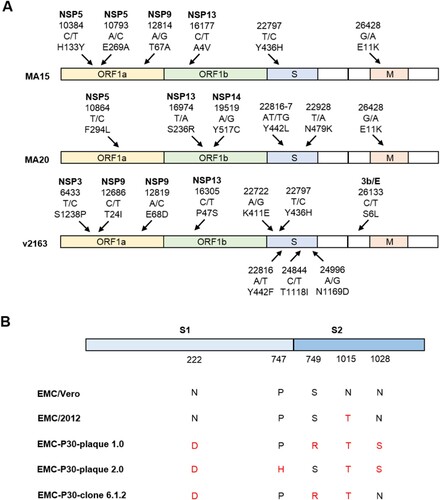 Figure 2. Mutations in MA stains of SARS-CoV and MERS-CoV. (A) Nucleic acid and amino acid mutations of SARSMA strain MA15, MA20, and v2163 [Citation39]. (B) Amino acid changes of MERS-CoV S1 (receptor binding) and S2 (fusion) domains of different plaques and clones of the EMC-P30 strain [Citation36].