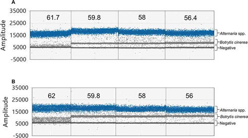 Fig. 4 (Colour online) Duplex ddPCR assay using a final concentration of 150 nM Dir/Inv1ITSAlt (Alternaria) primers and 30 or 50 nM Bc3/Bc3R (Botrytis cinerea) primers. (a) 1D droplet plot representing duplex assays with 30 nM Bc3/Bc3R primers and an annealing temperature gradient ranging from 62–56 °C from left to right. Target clusters are well separated; however, the B. cinerea cluster is close to the negative cluster and merges with the negative cluster at higher temperatures. (b) 1D droplet plot representing duplex assays with 50 nM Bc3/Bc3R primers and an annealing temperature gradient from 62–56 °C from left to right. Target clusters remain well separated and the B. cinerea cluster shifted away from the negative cluster at temperatures under 60 °C. Numbers indicate temperature in degrees Celsius. Based on these results, a Bc3/Bc3R primer concentration of 50 nM and an annealing temperature of 59 °C were chosen for the optimized assay