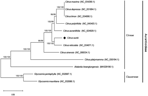 Figure 1. Maximum-likelihood (ML) tree based on the complete chloroplast genome sequences of C. sunki CRS0085 and 11 Aurantioideae species. Bootstrap analyses were conducted in ML and NJ with 1000 replicates and values of ML/NJ are shown on branches.