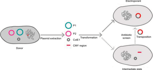 Figure 3 Schematic representation of the transfer of the chromosome-encoded blaCMY-2 gene into ColE1-like plasmid. On the left side is the donor strain. On the right side is the electroporant involved in the transposition phenomena by electroporation.