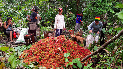 Figure 3. The fruit garden. Member of the Samekmek group from Muntei village harvest rambutan fruit.