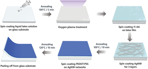Figure 2. Schematic of the procedure for fabricating the natural rubber/AgNW/PEDOT:PSS composite film.