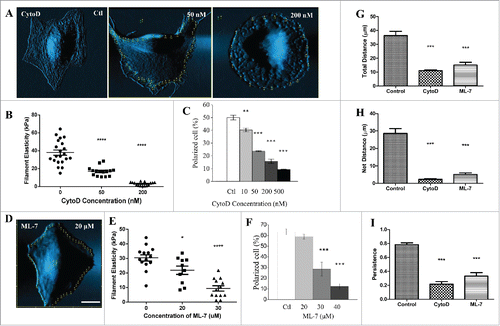 Figure 2. Inhibition of actin polymerization or myosin light chain kinase reduce filament elasticity, cell polarization and directional migration in U2OS cells. (A) Contact-mode AFM deflection images and indentation points (yellow dots) of living U2OS cell treated with different doses of CytoD. (B) Dot plot showing filament elasticity of round U2OS cells treated with different doses of CytoD. (C) The changes in percentage of polarized cells with respect to different doses of CytoD. (D) Contact-mode AFM deflection images and indentation points (yellow dots) of living U2OS cell treated with 20 μM of ML-7. (E) Dot plot showing filament elasticity of round U2OS cells treated with different doses of ML-7. (F) The changes in percentage of polarized cells with respect to different doses of ML-7. Each dot indicates an average of filament elasticity from at least 4–10 indentation points. Cells treated with 200 nM of CytoD, 30 µm of ML-7 were compared with control for total distance (G), net distance (H), and persistence (I). Persistence is defined as net distance over total distance. Cell activity was recorded in 5-min cycles for 4 h. Bar: 20 μm. Data from at least 10 cells were collected in each group. The percentage of polarization were calculated from 3 sets of independent experiments where at least 50 cells were counted in each set.