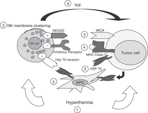 Figure 2. Hypothetical model for effects of hyperthermia enhanced cytotoxicity. (1) Hyperthermia acts on both NK cells and tumor targets independently. (2) Thermal enhancement of the membrane clustering of the NKG2D stimulatory receptors on the NK cell surface membrane has been reported on NK cells. (3) Increased expression of stimulatory ligands on tumor cells (e.g. MICA, Hsp70) has been found with hyperthermia, and this increase might be accompanied by (4) a decrease of MHC class I expression on tumor cell surface, which could further activate NK cells. (5) Tumor derived Hsp70 has also been suggested to be presented to NK cells indirectly by antigen presenting cells. (6) These changes result in enhanced killing of tumor targets by NK cells.