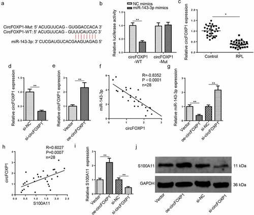 Figure 4. CircFOXP1 binds to miR–143–3p in trophoblastic cells. (a) The putative binding sites between miR–143–3p and circFOXP1. (b) The HTR8/SVneo cells were co-transfected with either circFOXP1-WT or circFOXP1-MUT, and miR–143–3p mimics or NC mimics. then, the relative luciferase activity was measured. (c) Relative S100A11 expression in placental tissues from RPL patients (n = 28) and normal pregnant women (n = 28) was detected by RT-qPCR. (d) CircFOXP1 expression in HTR8/SVneo cells transfected with si-NC or si-circFOXP1 was detected by RT-qPCR. (e) CircFOXP1 expression in HTR8/SVneo cells transfected with vector or oe-circFOXP1was detected by RT-qPCR. (f) Pearson’s correlation analysis indicated a negative correlation between the expression of miR–143–3p and circFOXP1 in placental tissues from RPL patients (n = 28). (g) miR–143–3p expression in HTR8/SVneo cells transfected with si-NC, si-circFOXP1, Vector, or oe-circFOXP1 was detected by RT-qPCR. (h) Pearson’s correlation analysis indicated a positive correlation between S100A11 mRNA expression and circFOXP1 expression in placental tissues from RPL patients (n = 28). (i and j) S100A11 mRNA or protein level in HTR8/SVneo cells transfected with si-NC, si-circFOXP1, Vector, or oe-circFOXP1 was detected by RT-qPCR or western blotting. data are shown as the mean ± SD (n = 3). *P < 0.05; **P < 0.01