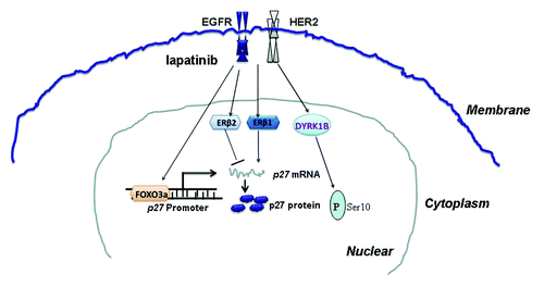 Figure 7. A schematic model for the roles of lapatinib in p27 expression regulation.