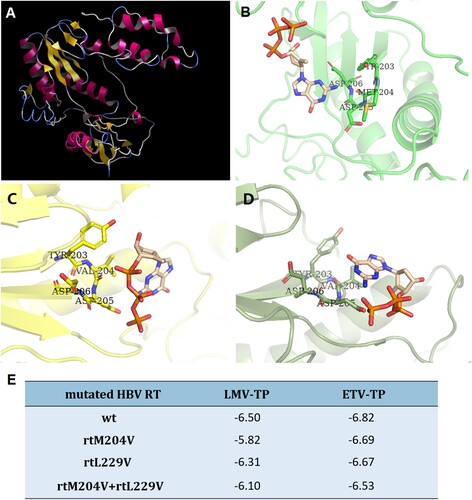 Figure 5. In-silico prediction of HBV RT three-dimensional structure. (A) Overall view of three-dimensional structure of HBV RT region, the structure was constructed by wild type RT sequence, and used as a receptor for further evaluation of molecular docking and calculation of binding energy. (B) Docking simulation of wild-type HBV RT to ETV-TP. (C) Docking simulation of HBV RT with rtM204V mutation to ETV-TP. (D) Docking simulation of HBV RT with rtM204V + rtl229V mutation to ETV-TP. The ETV-HBV complexes after flexible docking show the different of M204 and L229 to accommodate shifted orientation of ETV-TP in the active site of YMDD motif. (E) Binding energy (ΔG: Kcal/mol) of resistant HBV RT to NAs agents. rt: reverse transcriptase; wt: wild-type; ETV-TP: entecavir triphosphate; LMV-TP: lamivudine triphosphate. TYR: tyrosine; MET: methionine; VAL: valine; ASP: aspartic acid.