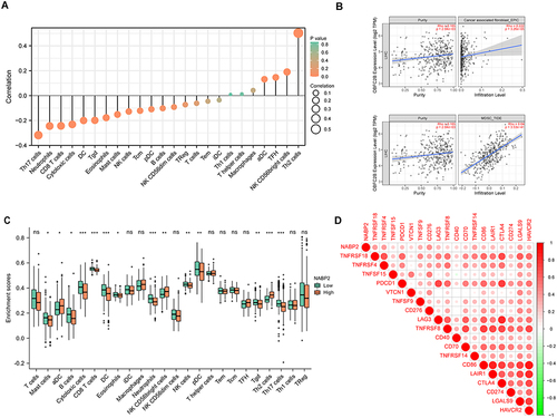 Figure 7 Correlation of NABP2 expression with immune infiltration level in HCC. (A) Correlation between NABP2 expression and the relative infiltration of 24 immune cells in HCC. The size of the dots corresponds to the value of Spearman correlation coefficient. (B) Correlation diagrams between the relative enrichment scores of immunosuppressive cells CAFs (Cancer-associated fibroblast) and MDSCs (Myeloid-derived suppressor cells). (C) Different enrichment scores of 24 immune cells between NABP2-high and -low patients. (D) Correlation between immune checkpoints and NABP2 expression in HCC. (*p value < 0.05; **p value < 0.01; ***p value < 0.001).