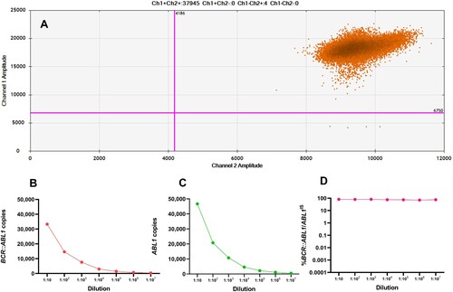 Figure 4. (A) ddPCR detection of a saturated sample. 2D scatterplot showing saturation of positive droplets without negative droplets. In serial dilutions, expression levels of BCR::ABL1 transcripts (B) and ABL1 transcripts (C) continued to decrease, whereas %BCR::ABL1/ABL1IS (D) remained constant.