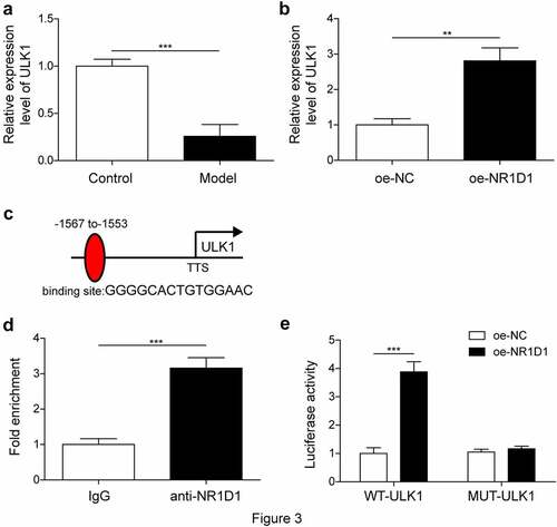 Figure 3. NR1D1 bound to the priming region of ULK1. a-b. qRT-PCR measured ULK1 expression. c. ChIP confirmed that NR1D1 could bind to ULK1. d. Dual-luciferase reporter assay verified the binding of NR1D1 to ULK1. ** P < 0.01, *** P < 0.001.