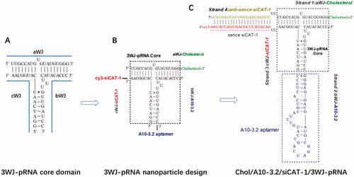 Figure 1. Design of Chol/A10-3.2/siCAT-1/3WJ-pRNA nanoparticles harboring cholesterol, A10-3.2 aptamer and siCAT-1 using 3WJ-pRNA as scaffold. (A) The sequence and secondary structure of 3WJ-pRNA core. aWJ, bWJ, and cWJ represent the three strands of the 3WJ-pRNA complex. (B) Design strategy of Chol/A10-3.2/siCAT-1/3WJ-pRNA nanoparticles harboring cholesterol for NDs-anchoring, A10-3.2 aptamer for PSMA-binding and siCAT-1 for CAT-1 silencing. (C) The detailed sequence and secondary structure of Chol/A10-3.2/siCAT-1/3WJ-pRNA, the 3WJ-pRNA core was boxed.