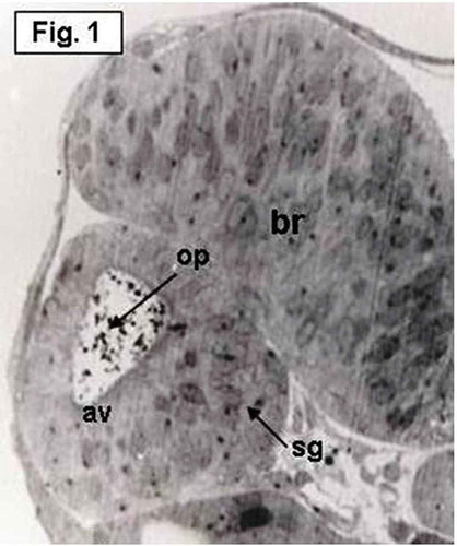 Figure 1. Hypophthalmichthys molitrix, 2 days after fertilization. Light microscopy micrograph of a transverse section across the developing inner ear, showing the first appearance of the otic vesicle (av), containing the otolith primordia (op) and the stato-acoustic ganglion (sg). br, brain. 550×.