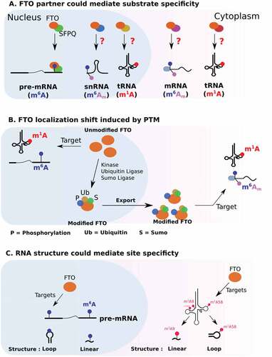 Figure 2. Potential mechanisms regulating FTO substrate specificity.