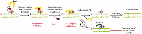 Figure 5. TDP1 action and possible inhibition strategies. Yellow shape represents TDP1; pentagon represents Top1 residue in vivo or BHQ in this study.