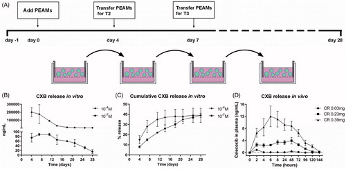 Figure 1. (A) Setup of in vitro release of celecoxib (CXB). Absolute (B) and cumulative (C) celecoxib release from PEA microspheres (PEAMs) in plain culture medium: after 28 days, 40% was released. N = 2 per time point. (D) CXB release in plasma after intra-articular injection in osteoarthritic rat knee joints with three different loadings as indicated. N = 6 per group. Plasma CXB concentrations were significantly different (p < .001) between groups at all timepoints, except for T = 144h. Data depicted as average ± SD.