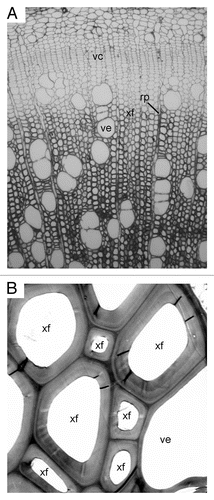Figure 1 Complexity of wood structure. (A) Cross section of a stem of poplar (Populus trichocarpa) showing the differentiation of vascular cambium (vc) into secondary xylem (wood) cells, including vessels (ve), xylary fibers (xf) and ray parenchyma cells (rp). Note the gradient in the degree of secondary wall thickness from developing to mature secondary xylem. (B) Transmission electron micrograph of secondary walls of the mature secondary xylem of poplar.