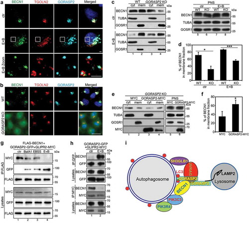 Figure 7. GORASP2 facilitates BECN1 membrane association upon starvation. (a) BECN1 partially relocates to autophagosomes upon amino acid starvation. HeLa cells were treated with growth medium (ctr) or EBSS and 400 nM BafA1 (E + B) for 4 h, stained for BECN1, TGOLN2, GORASP2 and DNA. Scale bars: 2 µm. (b) GORASP2 knockout reduces BECN1 membrane association. Wild type (WT) or GORASP2 knockout (KO) cells were stained for BECN1, TGOLN2, GORASP2 and DNA. Scale bar: 20 µm. (c) Wild type (WT) or GORASP2 knockout (KO) HeLa cells treated with growth medium (ctr) or EBSS and 400 nM BafA1 (E + B) for 4 h, collected to generate PNS, which was separated into cytosol (cyt) and membranes (mem) by ultracentrifugation. Equal volume proportions of samples were analyzed by western blotting for BECN1, TUBA and GOSR1. (d) Quantitation of (c) for the percentage of BECN1 in the membrane fraction. (e) The reduced membrane association of BECN1 in GORASP2 knockout HeLa cells can be rescued by exogenously expressed GORASP2. GORASP2 KO HeLa cells were transfected with MYC or GORASP2-MYC and analyzed as in (c). (f) Quantification of (e) for the percentage of BECN1 in membrane fractions. (g-h) GORASP2 competes with GLIPR2 for BECN1 interaction. (g) HeLa cells were co-transfected with GORASP2-GFP, GLIPR2-MYC and FLAG-BECN1, treated with indicated medium for 4 h, immunoprecipitated with a FLAG antibody, and blotted for MYC, GFP and FLAG. (h) HeLa cells were co-transfected with GORASP2-GFP and GLIPR2-MYC, treated with growth medium (ctr) or EBSS and 400 nM BafA1 (E + B) for 4 h, immunoprecipitated with a GFP or MYC antibody, and blotted for GFP, MYC and BECN1. (i) Working model. Upon amino acid starvation, trans-Golgi derived vesicles translocate to autophagosomes, whereas GORASP2 binds LC3 and LAMP2 to mediate autophagosome-lysosome fusion. Additionally, it facilitates assembly of the PtdIns3K UVRAG complex at the interface of autophagosome and lysosome to facilitate autophagosome maturation.