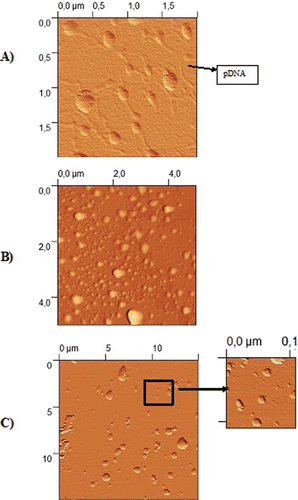 Figure 3.  Atomic force microscopy (AFM) images at 60:1 SLN:pDNA ratio of Pro25:pDNA (A), Pro100:pDNA (B), and Pro200:pDNA (C) complexes.